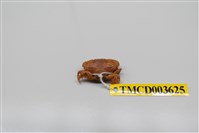 藏品(黑點皺蟹)的圖片